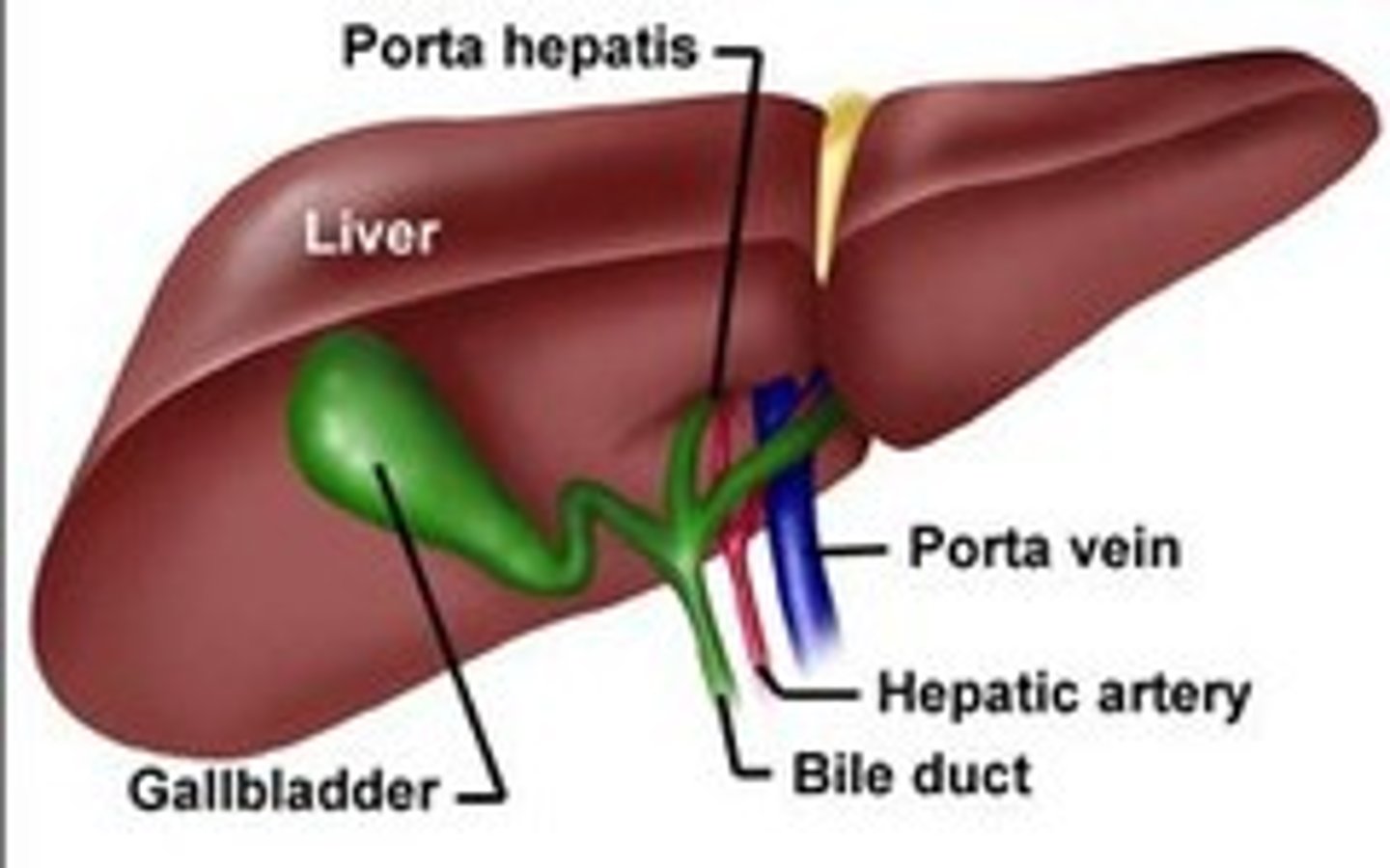 <p>hepatic proper, portal vein, common bile duct</p>