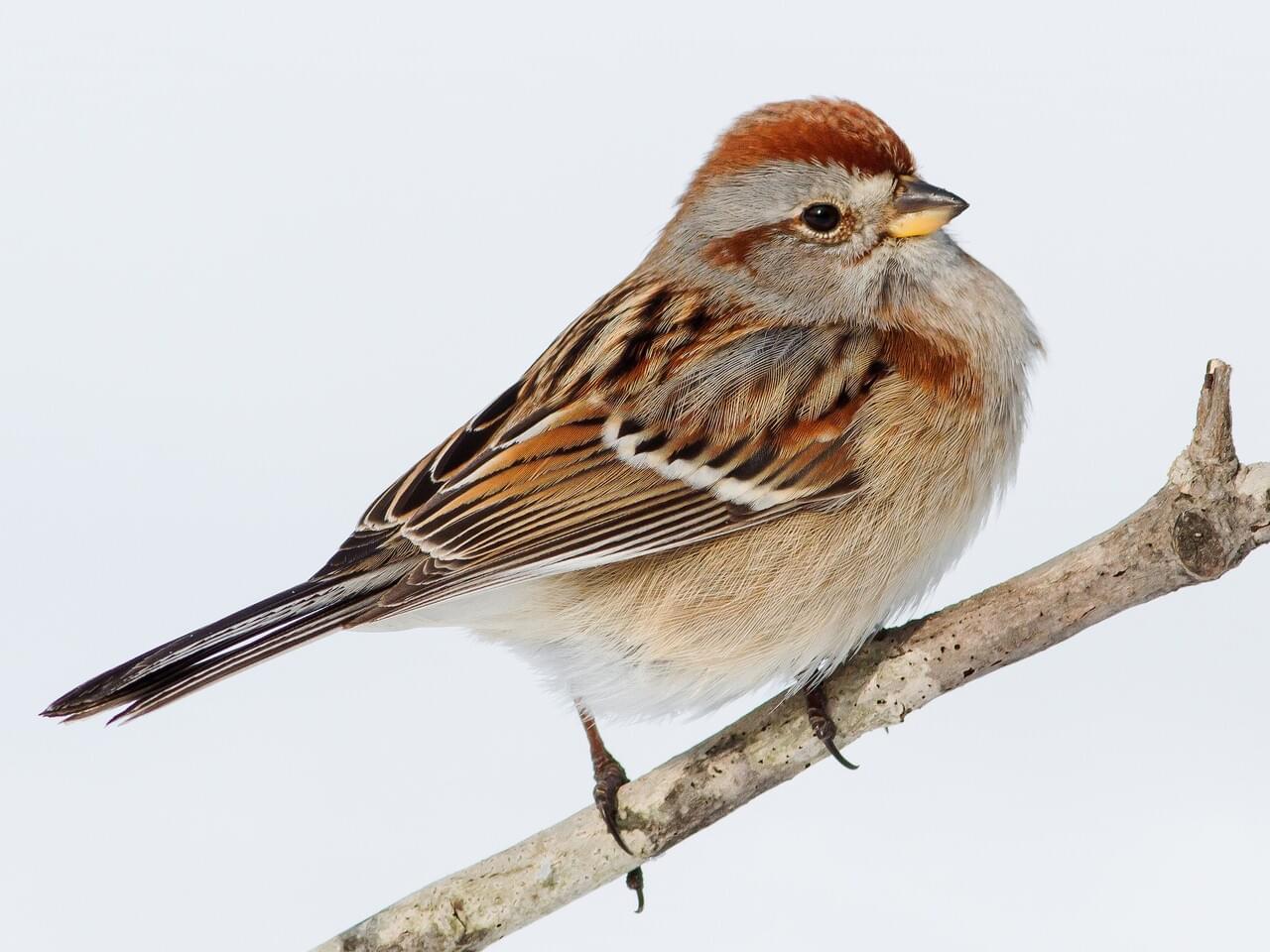 <p>Rusty cap, bicoloured bill, central breast spot; winter visitor to fields.</p>