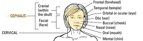 <p>the whole head</p>