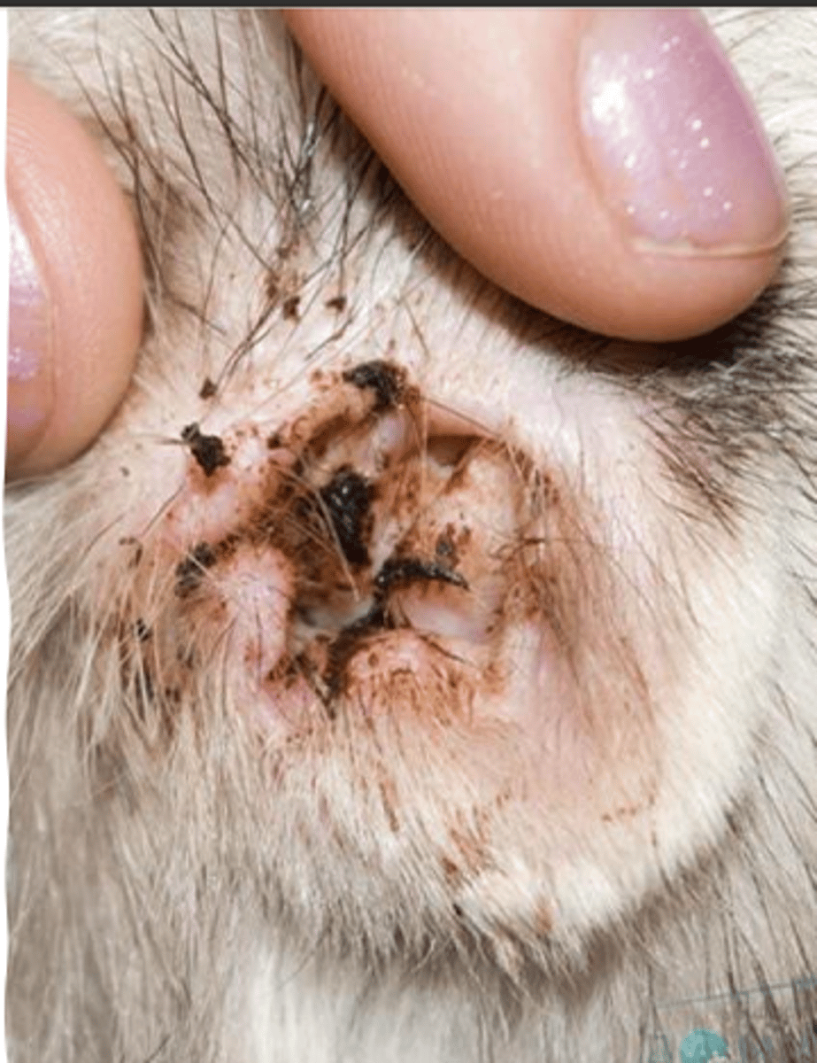 <p>what is the etiological agent?</p>