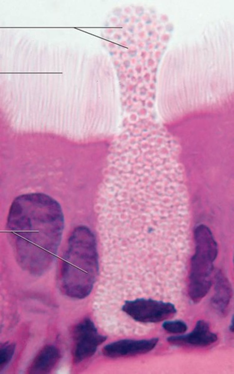 <p>Secrete a protective fluid called mucus onto the free surface of the tissue</p>