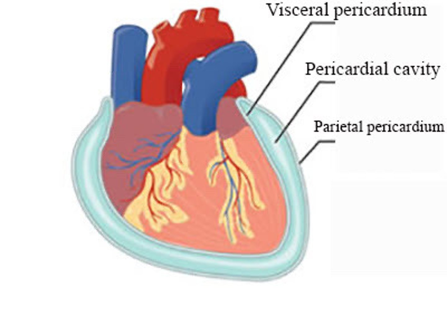 <p>A space between the layers of the pericardium that surrounds the heart (ex. visceral pericardium)</p>