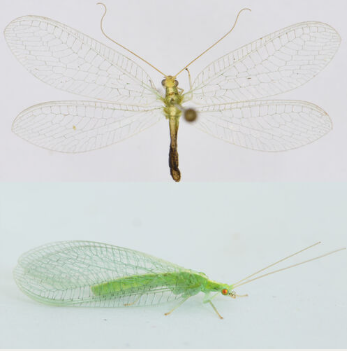 <p><span>Zeldzaam. De witstreepgaasvlieg kenmerkt zich door een witte lengtestreep op de rug met doorgaans dorsale bruine vlekken aan weerszijden van het achterlijf. De costale dwarsaders zijn groen met zwarte uiteinden. De twee zwarte stippen op de wang zijn daarnaast ook opvallend voor deze soort.</span></p>