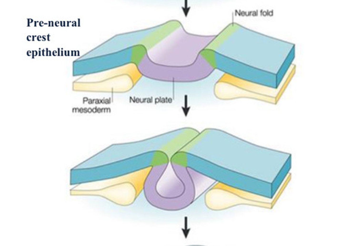 <p>Neural folds delineate a deepening midline</p><p>depression (__).</p>