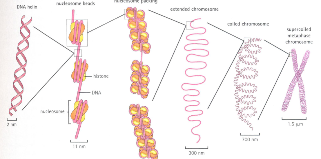 <p><strong>Euchromatin</strong> is a loosely packed form of DNA where nucleosomes form a "beads on a string" structure. <strong>Heterochromatin</strong>, on the other hand, is more compact, where nucleosomes are tightly packed into a 30-nanometer fiber.</p>