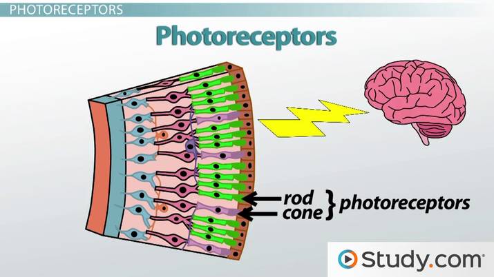 <ul><li><p>Convert light energy to electrochemical neural impulses that are conducted to our brain</p></li><li><p>Rods and cones</p></li></ul>