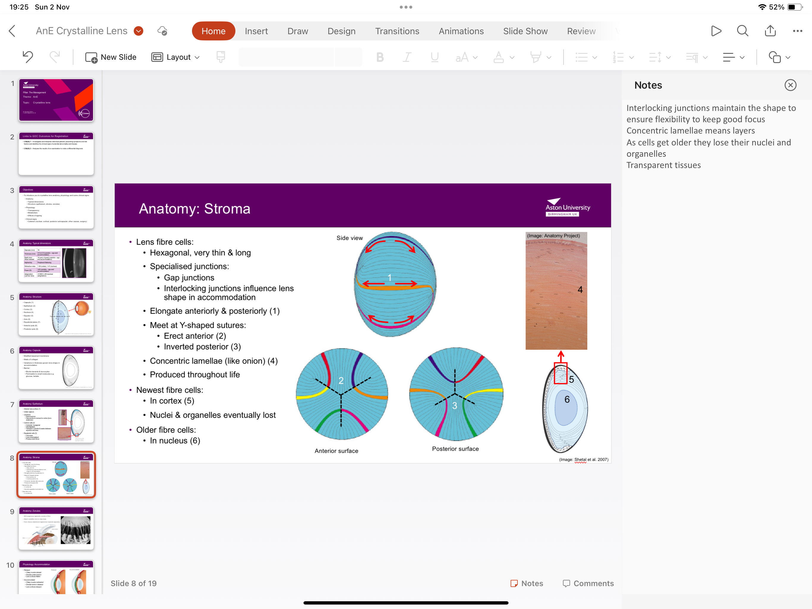 <p>fibre cells are hexagonal, thin and long, elongate anteriorly and posteriorly meeting at Y shape structures,containing specialised junctions</p>