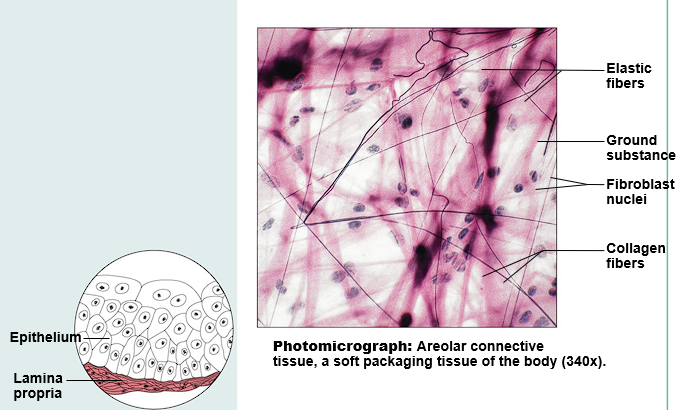 <ul><li><p>Function: Wraps and cushions organs</p></li><li><p>Location: Widely distributed under epithelia of the body</p></li></ul>