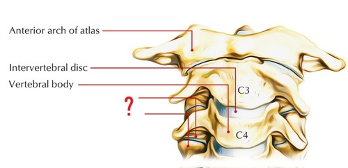 <p>Bony projection from the vertebral arch that forms the facet joints with adjacent vertebrae, allowing for controlled movement of the spine. Has superior and inferior parts.</p>