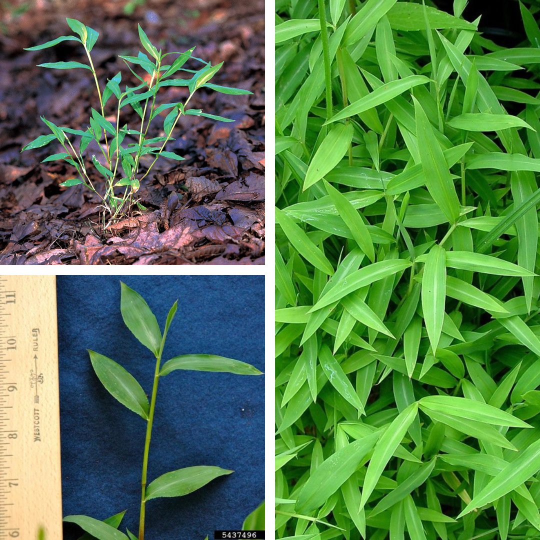 <p>Japanese Stilt-Grass</p>