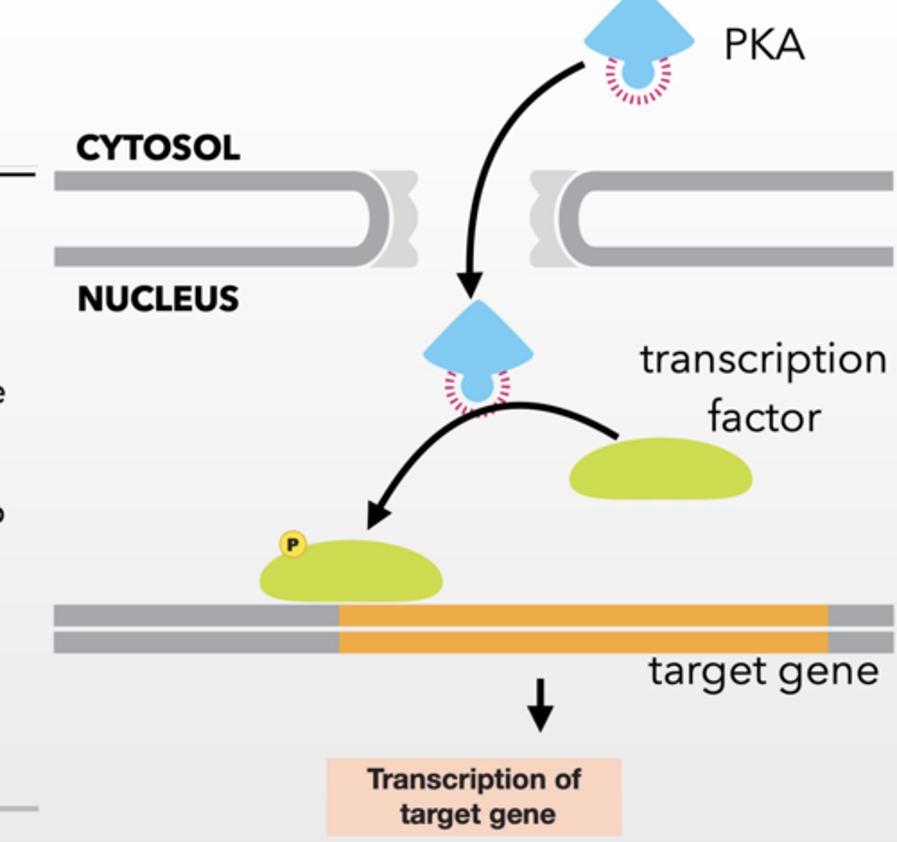 <p>SLOW EFFECTOR RESPONSE</p><p>Activated PKA can be transported to the nucleus</p><p>Transcription is regulated in response to PKA phosphorylation of target proteins</p><p>Slow Response</p><p>HOWEVER</p><p>G proteins can effect ion channels to have immediate effect </p><p>Beta/gamma interact with interacts with K+ channel and allow K+ to flow across membrane </p><p>Gi G-protein inhibits muscle contraction in the heart by disrupting voltage gradient</p>