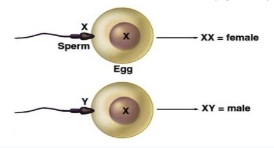 <p>actual <u>fusion</u> of egg and sperm to form a <strong><em><u>zygote</u></em></strong></p>