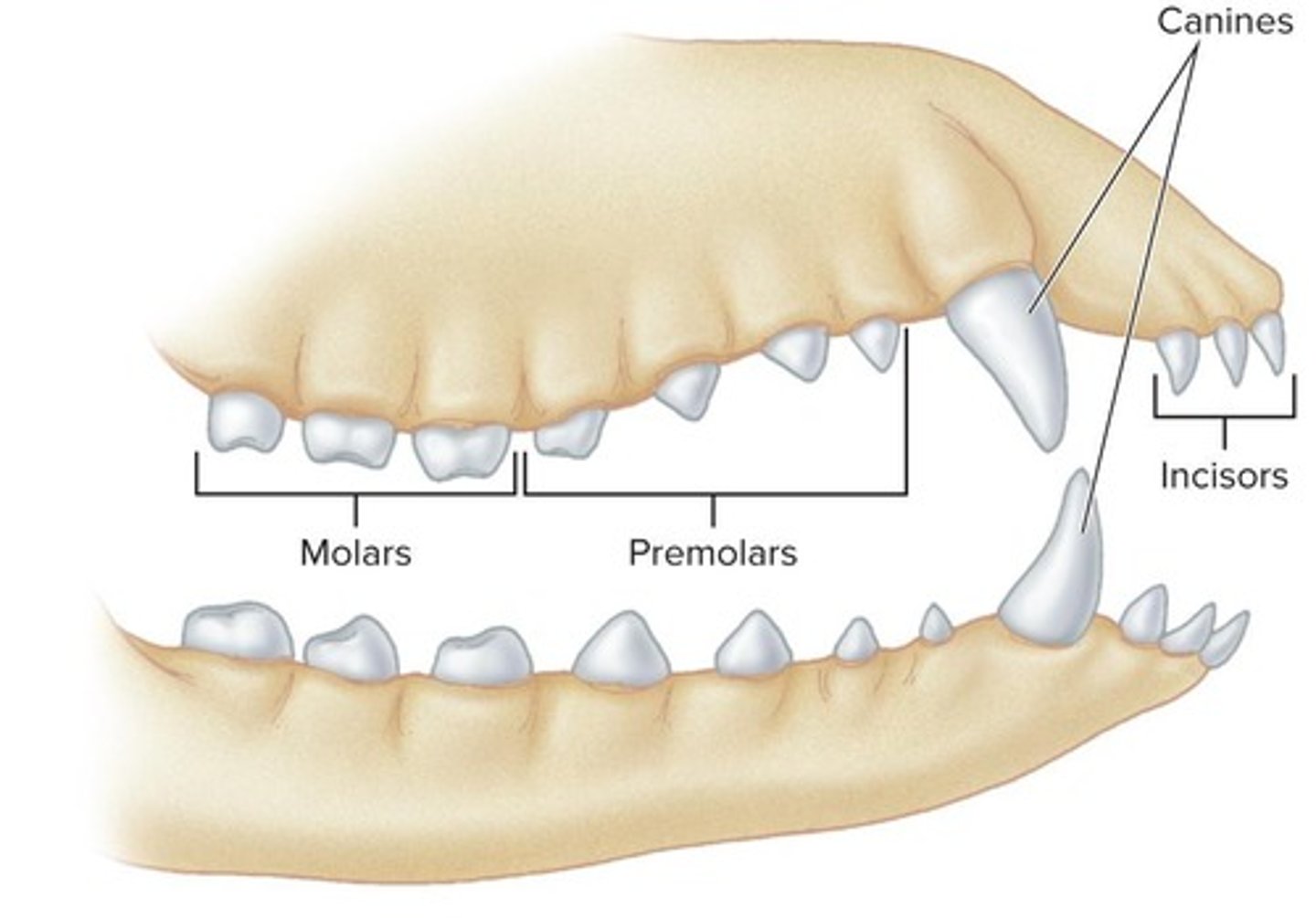 <p>Teeth that have prominent canines and other teeth that are more bladelike and sharp.</p>