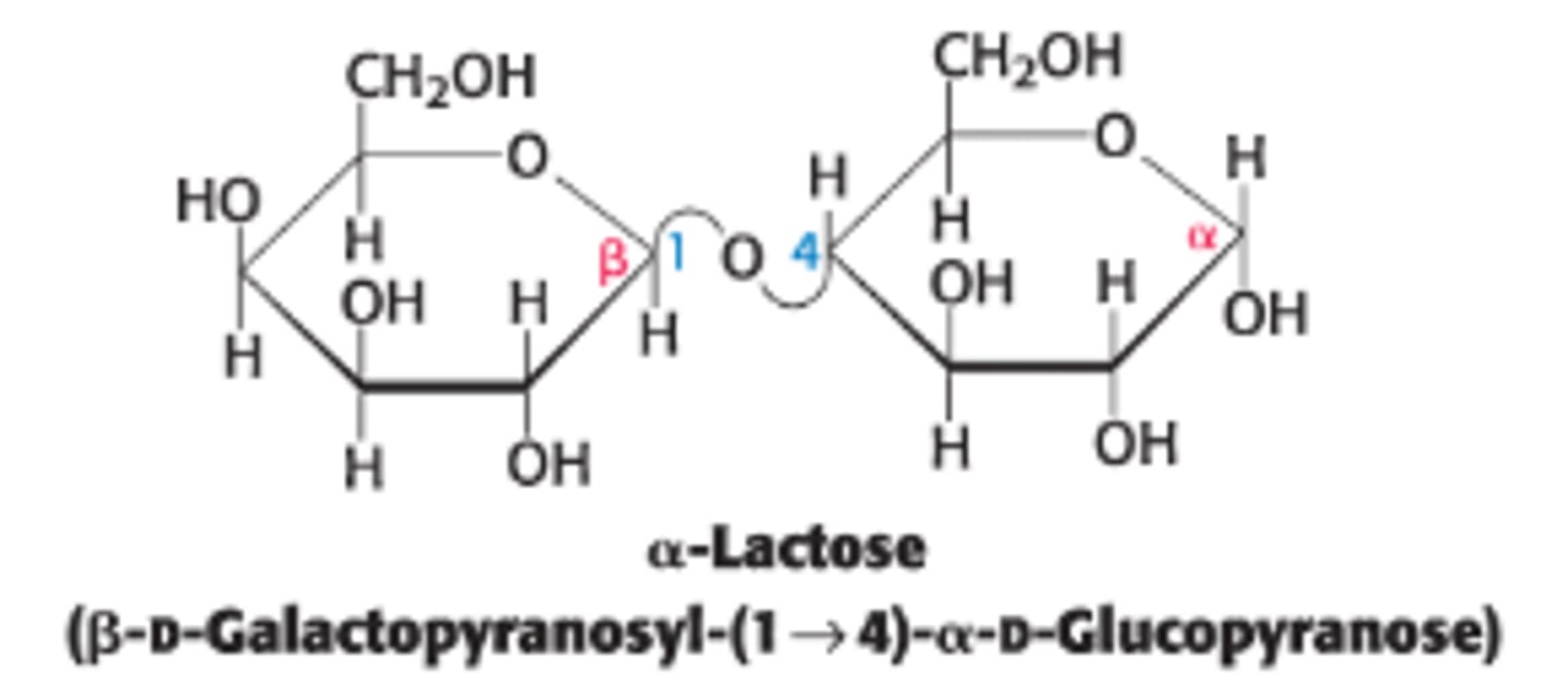 <p>a disaccharide of milk that consists of galactose + glucose</p>