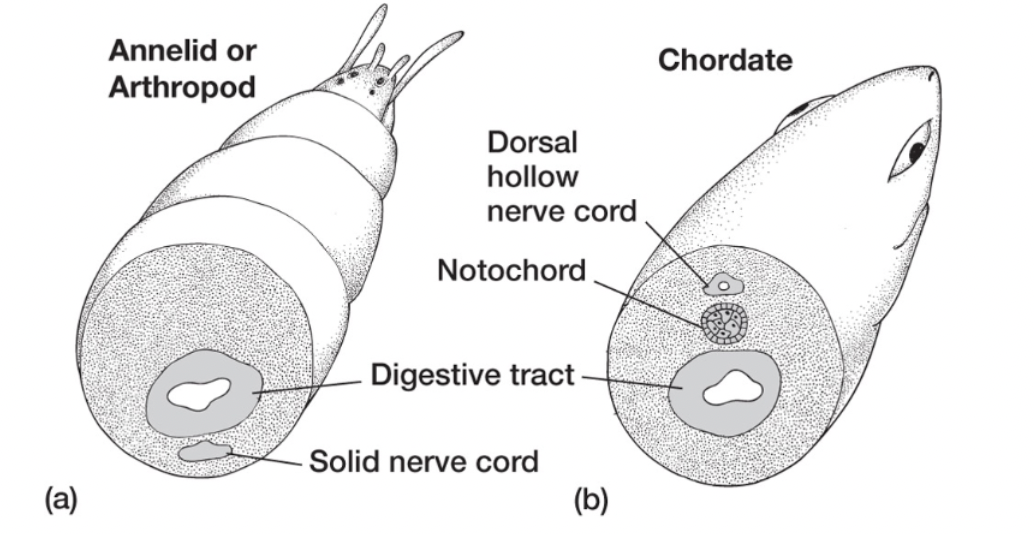 <ul><li><p>ectoderm</p></li><li><p>dorsal relative to GI tract (on top of it)</p></li><li><p>nerve cord is hollow, a lot quicker at propagating action potentials</p></li></ul><p></p>