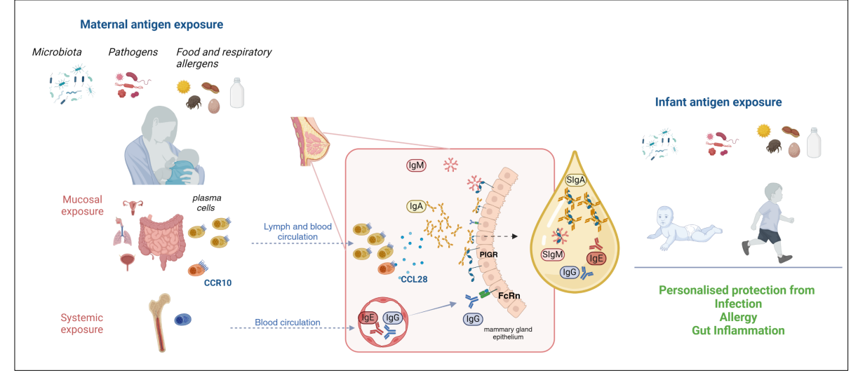 <p>- The maternal immune system - mammary gland axis</p><p>.</p><p>- key idea is that the antibodies in the breast milk is personal for waht the child needs</p>