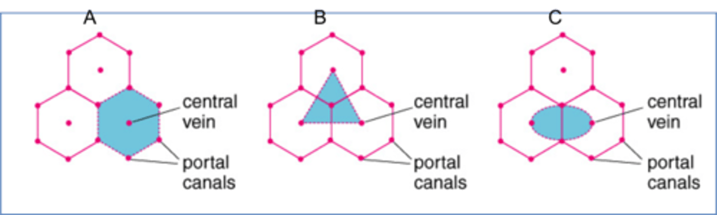 <p>- classic lobule<br>- portal lobule<br>- acinar lobule</p>