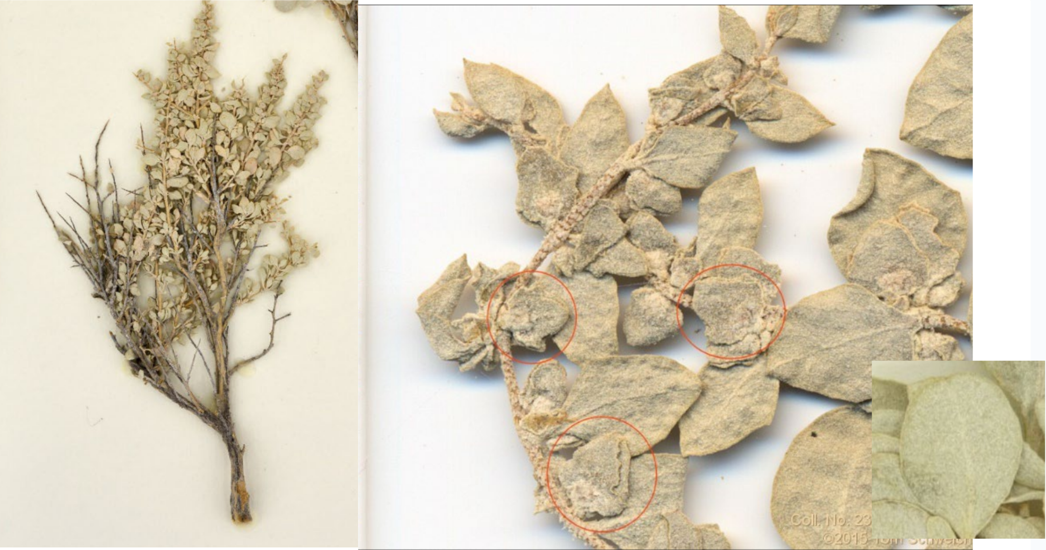 <p>Scurfy, pint-pong paddle leaf</p><p>spine-tipped branch</p><p>1 wing fruit</p>