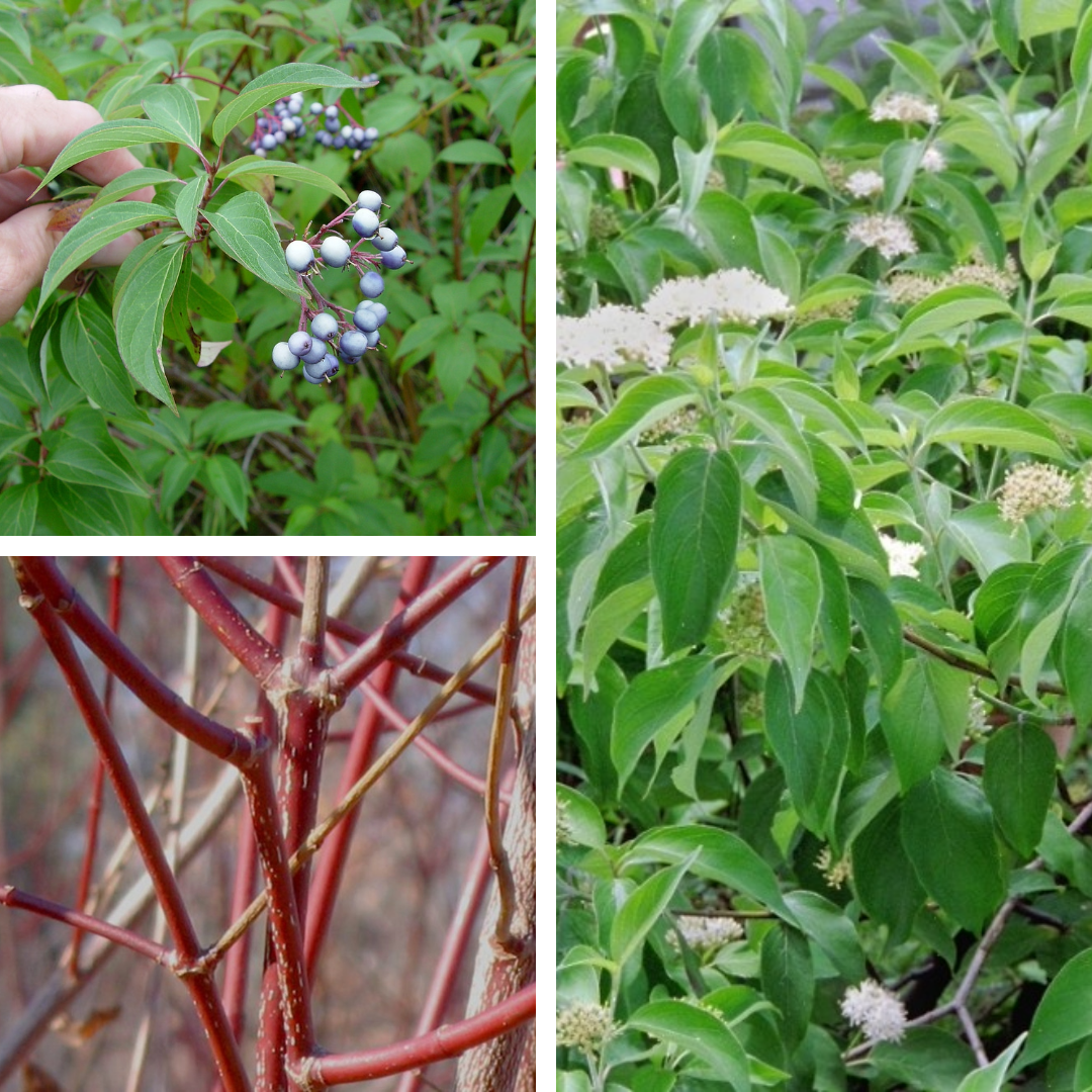 <p>Smooth dogwood<br>Blue/white fruit, maroon stems</p>