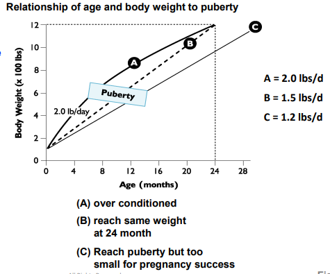<p>Overfed animals may reach puberty ______</p>