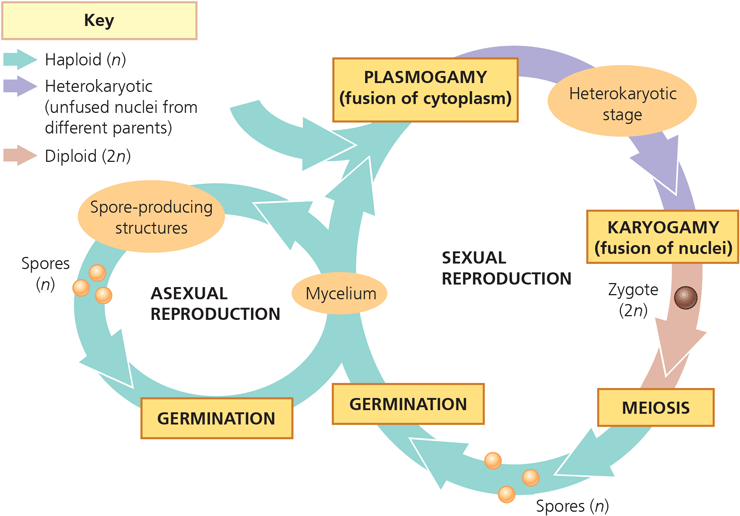 <p>haploid first and during spore production until plasogamy. Heterokaryotic until reaching karyogamy. Diploid in zygotic phase until meiosis</p>