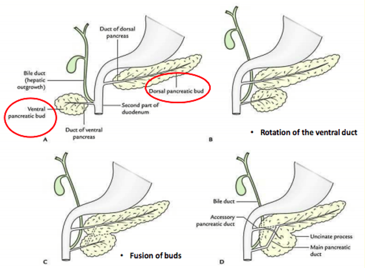 <p>- Ventral pancreatic bud and dorsal pancreatic bud</p><p>- Rotation of the ventral duct (bud)</p><p>- Fusion of the buds </p>