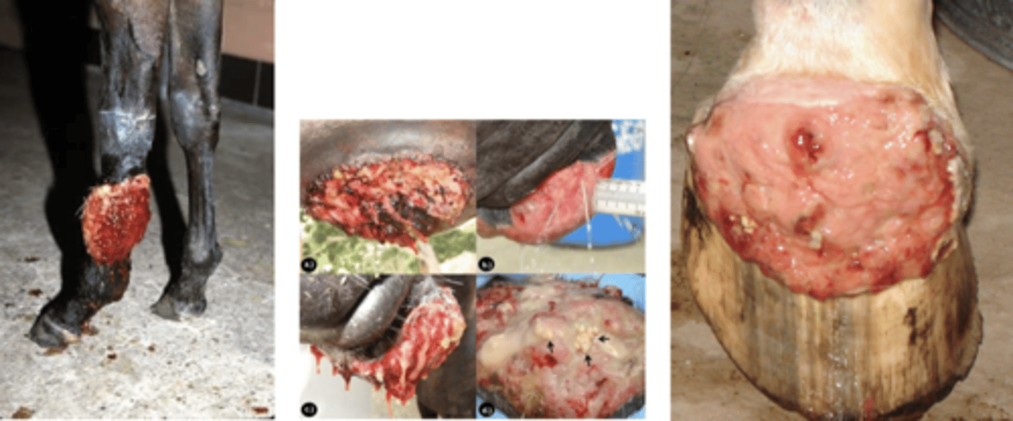 <p>-Caused by Pythium insidiosum, a fungus-like organism that lives in standing water</p><p>- Very aggressive</p><p>- Hard to treat</p>
