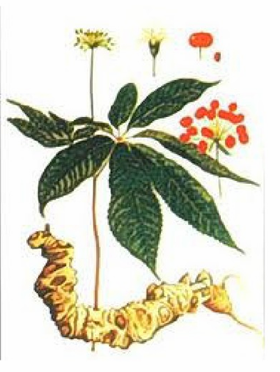 <p>BFD - Panax ginseng  </p>