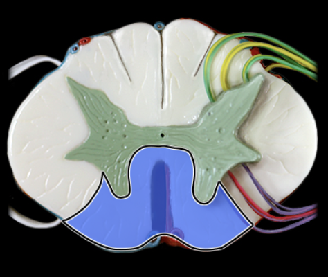 <p>What structure is shown?</p>
