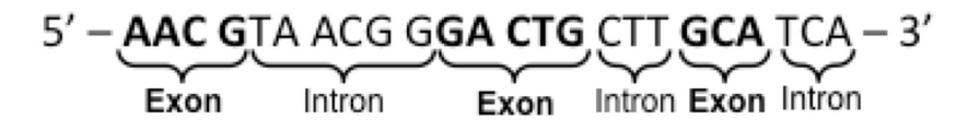 <p><span><span>Consider the following sequence of bases in DNA that are part of the </span></span><strong>TEMPLATE STRAND</strong> <span><span>of a gene that codes for a particular mRNA strand. The introns and exons have been indicated in the image below. Nucleotides that are bolded are part of exons; nucleotides that are not bolded are part of introns.</span></span></p><p><span><span>Assuming transcription occurs, the sequence of the mRNA transcript ultimately found in the cytoplasm for this sequence of bases would be: Select only </span><strong><em><span>ONE</span></em></strong><span> answer choice.</span></span></p>