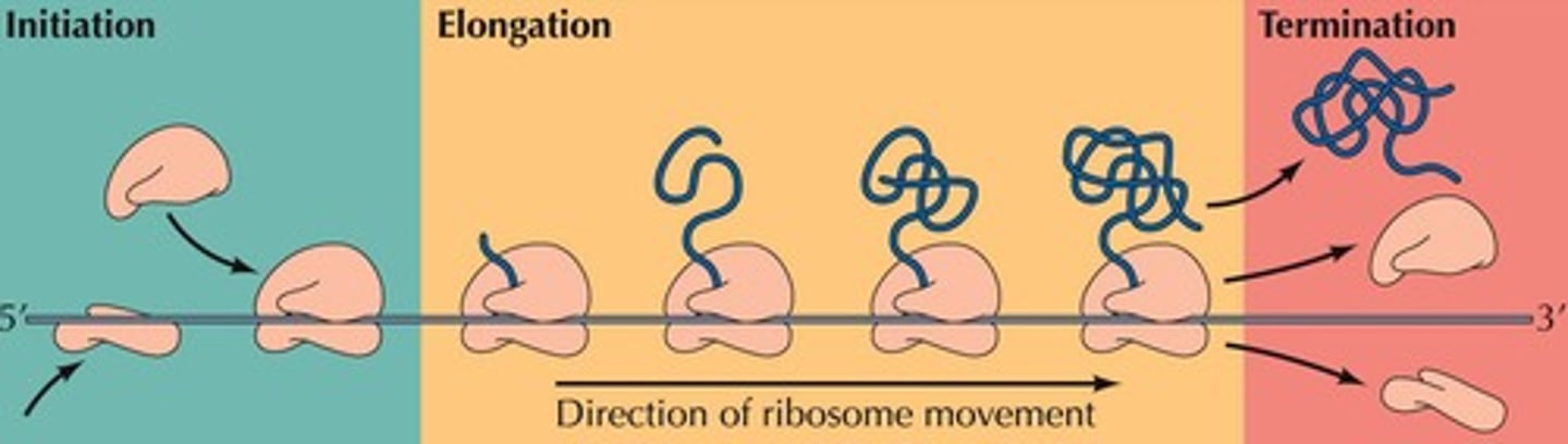 <p>Assembly of mRNA, tRNA, and ribosomal subunits.</p>