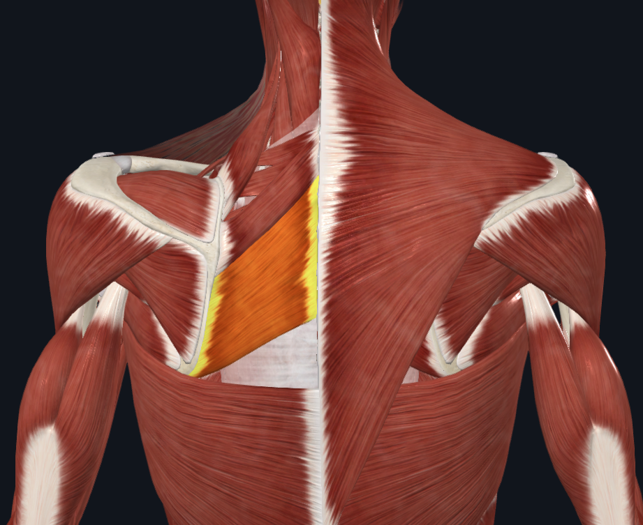 <p>What muscle is this</p>