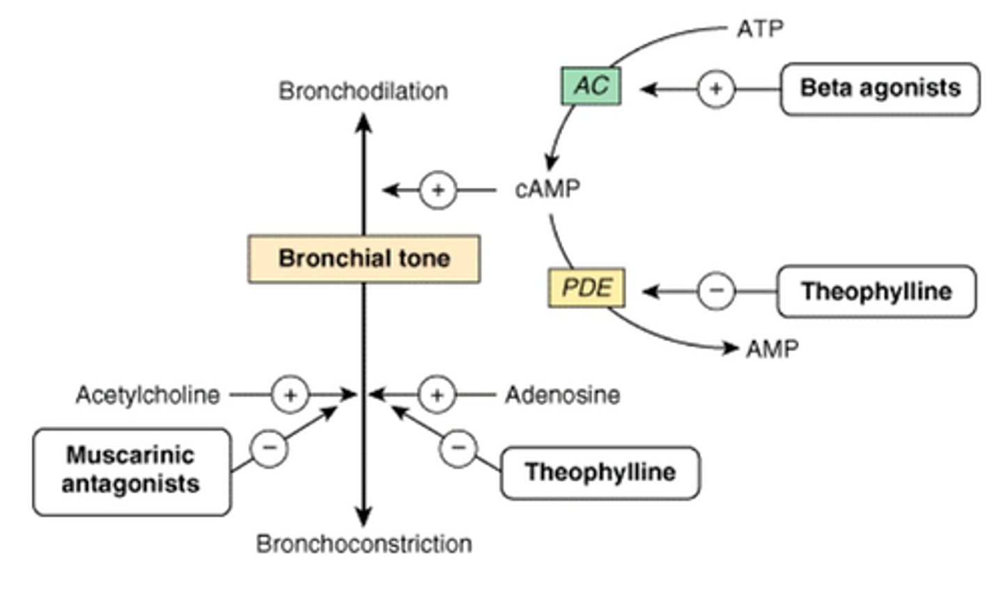 <p>Elixophyllin</p><p>PDE inhibitor-> decreases cAMP-> bronchodilation</p><p>- available orally, but narrow therapeutic range</p>
