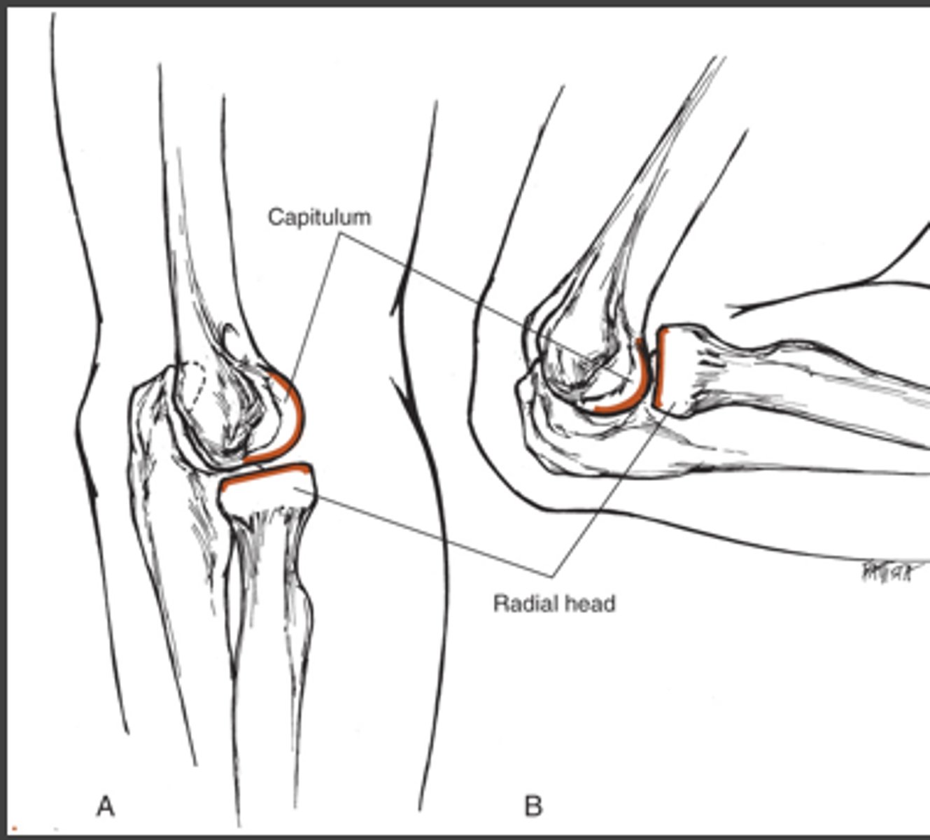 <p>Limited ball-and-socket joint.</p>