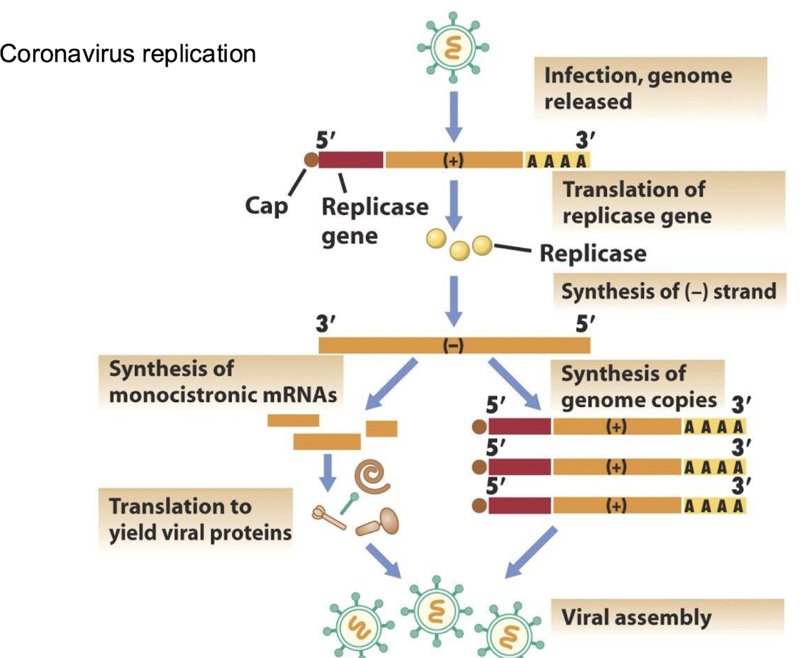 <p>Through a <strong>nested set of monocistronic subgenomic mRNAs</strong>,<span style="color: green;"><strong> each translated into specific proteins</strong></span> that are essential for viral replication and assembly.</p>