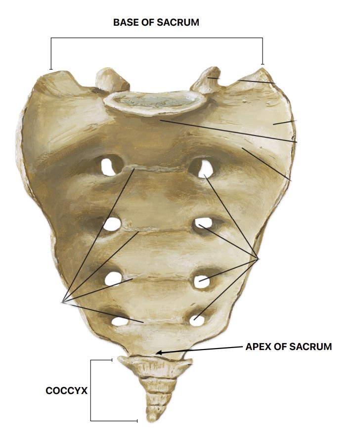 <p>What bone is the bottom of the spine, and has these landmarks:</p><ul><li><p>Base - wide apart</p></li><li><p>Apex - narrow tip</p></li></ul><p></p>
