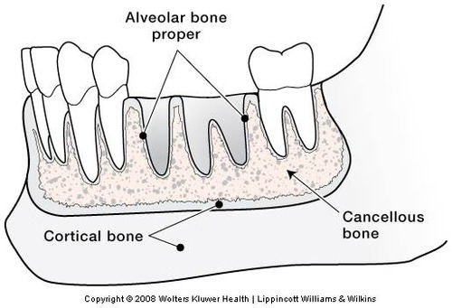 <p>Alveolar Bone</p>