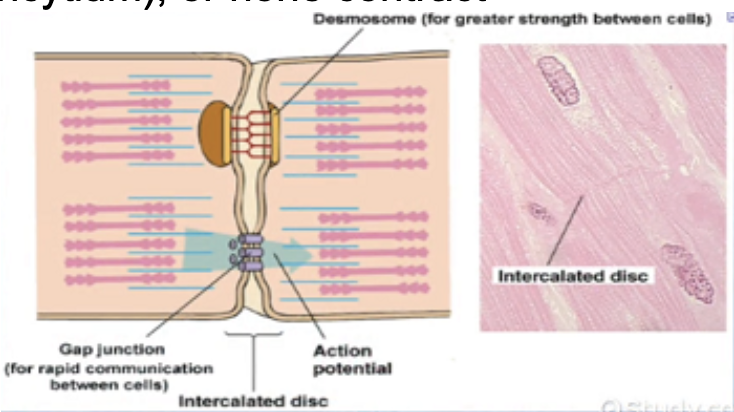 <p><strong>CARDIAC MUSCLE&nbsp;</strong></p><ul><li><p><span style="color: green;"><strong>Yes</strong></span></p><ul><li><p>All cardiomyocytes contact as a unit (<span style="color: green;"><strong>gap junctions</strong> create a functional <strong>syncytium</strong></span>) or none contract</p></li></ul></li></ul><p><strong>SKELETAL MUSCLE&nbsp;</strong></p><ul><li><p><span style="color: red;"><strong>No</strong></span></p><ul><li><p><span style="color: red;">Motor units must be stimulated individually</span></p></li></ul></li></ul><p></p>