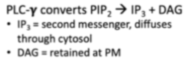 <p>PIP2, IP3, DAG</p>
