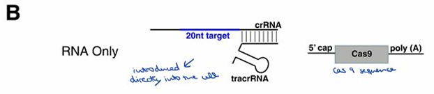<p>TracrRNA is introduced directly into the cell, and the internal machinery of our cells will produce these molecules.</p><p></p>
