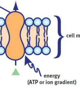 <p>net movement of a solute against its concentration gradient</p>