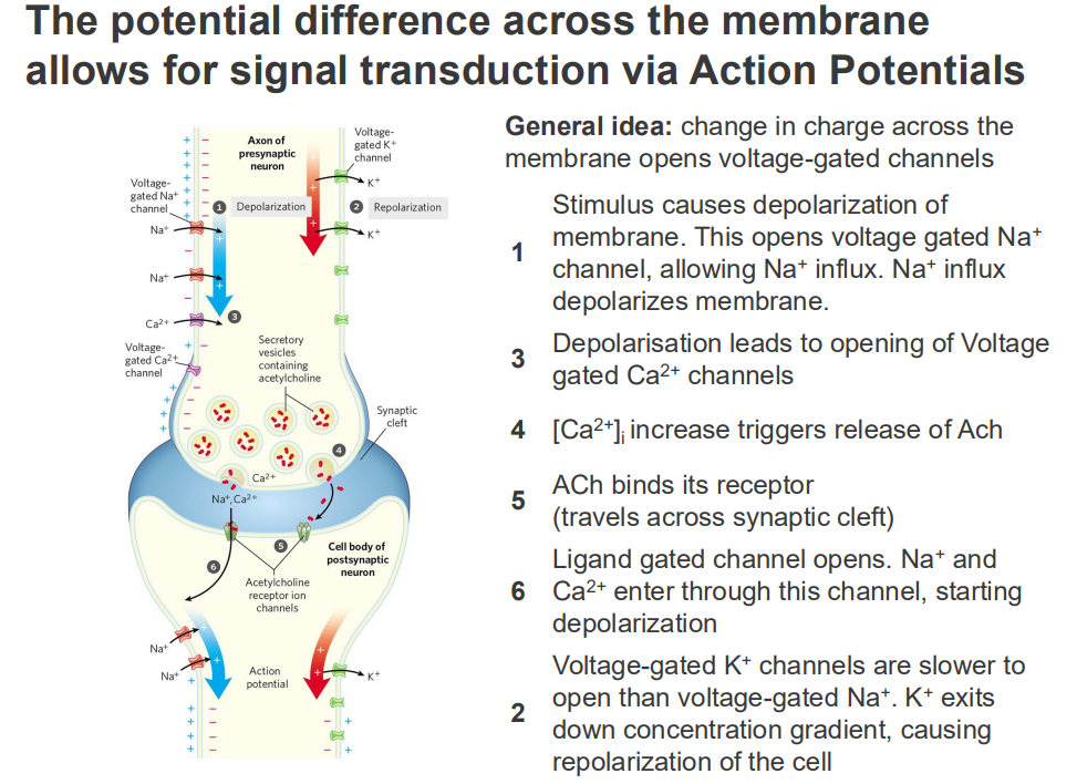 <p>The potential difference across the membrane allows for signal transduction via Action Potentials</p>