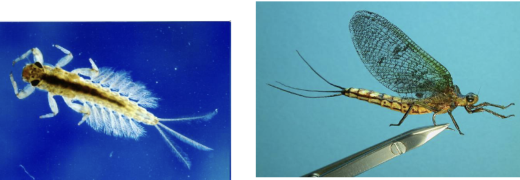 <p><span>Aquatic wood – larvae bore into wood for shelter. Can be a serious problem in wooden boats, but rare</span></p>