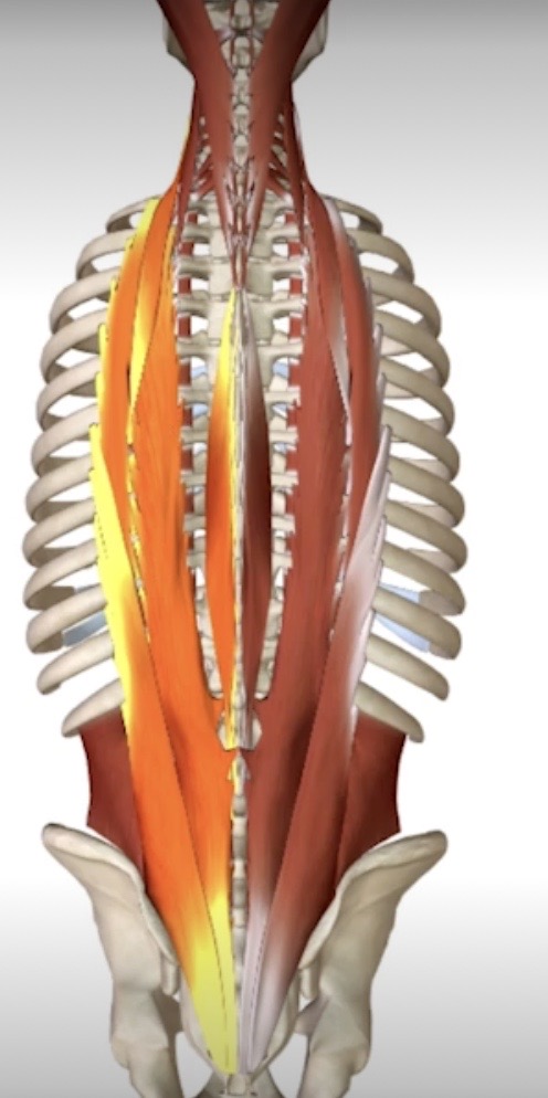 <p>Identify this muscle</p>