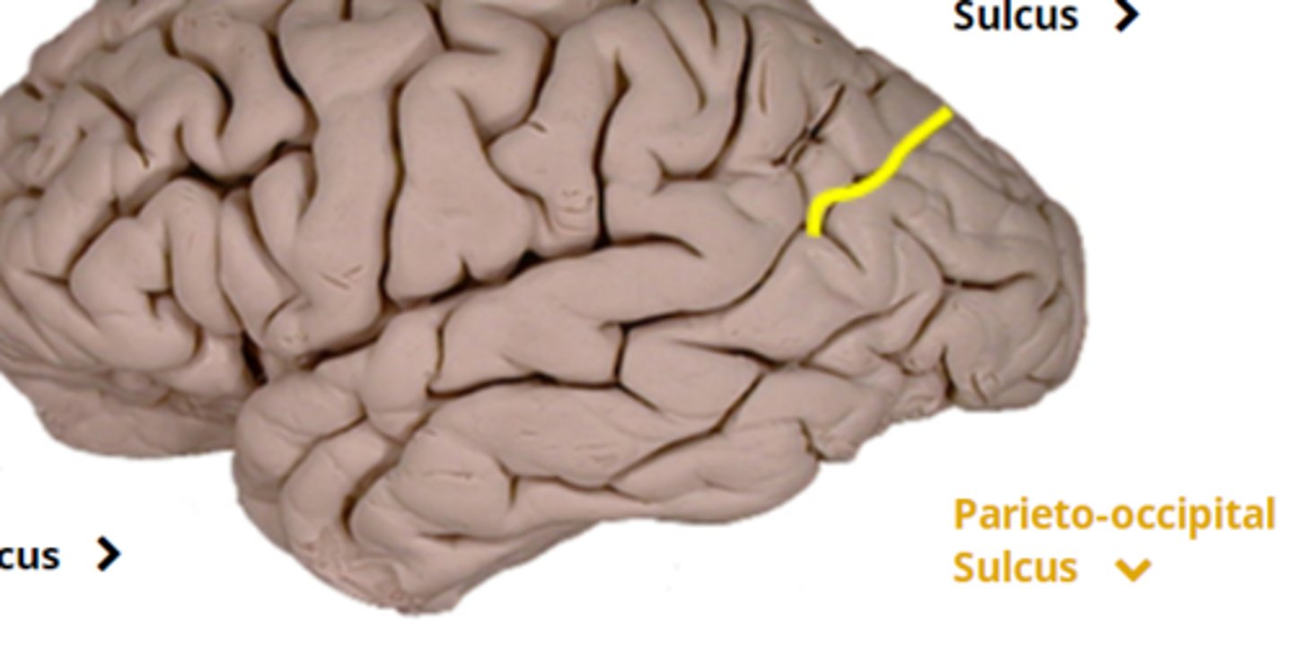 <p>divides parietal and occipital lobes</p><p>- you can see It more from the medial view (inner view)</p>