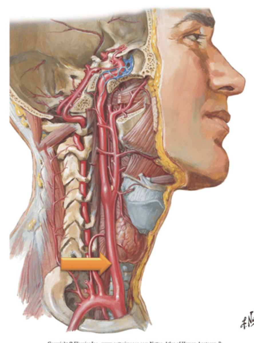 <p>The ___ ___ ___ ___ is a branch off of the aortic arch that supplies the head and neck. </p>