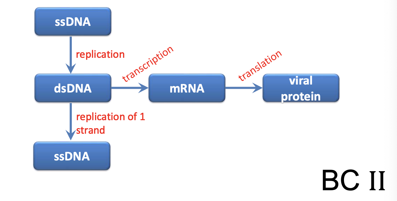 <p>Explain <u>Parvovirus as ssDNA virus (Class II)</u></p>