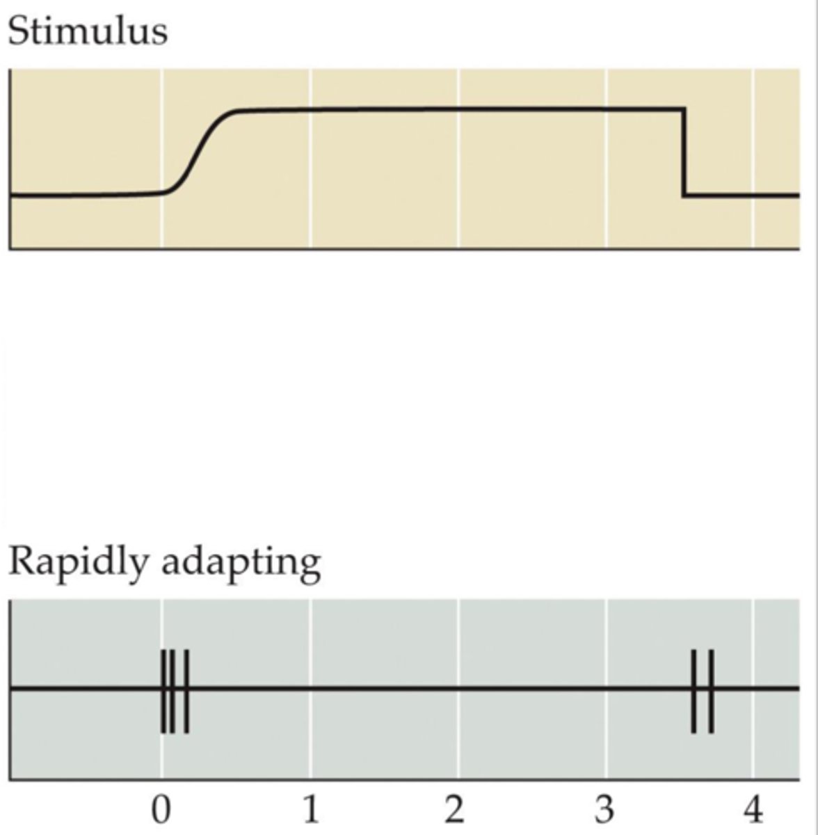 <p>Become more silent in response to continuous pressure.<br><br>May be important for rapid changes to ongoing stimulation</p>