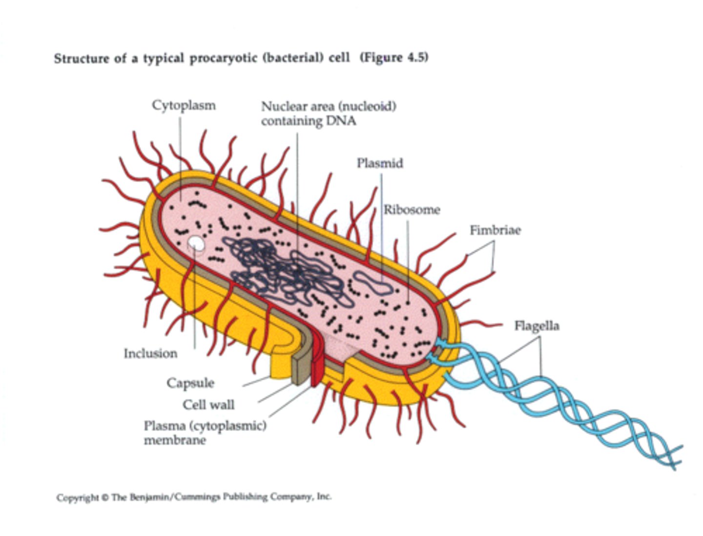 <p>Fimbriae/Pili are little hairs on the outside of some bacteria.</p><p>Flagella is the tail of a Bacteria that allows it to move.</p>