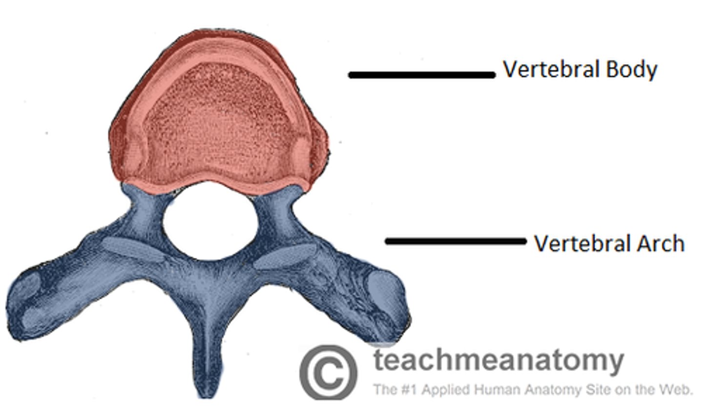 <p>body and vertebral arch</p>